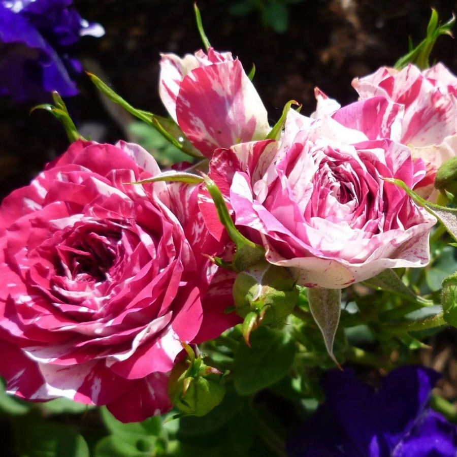 Роза Флешинг в горшке - Dolina-Sad.Ru