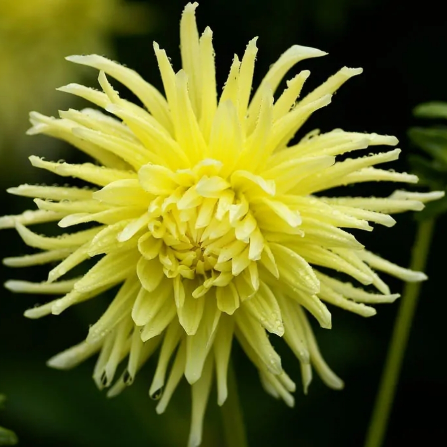 Георгина Еллоу Стар - Dolina-Sad.Ru