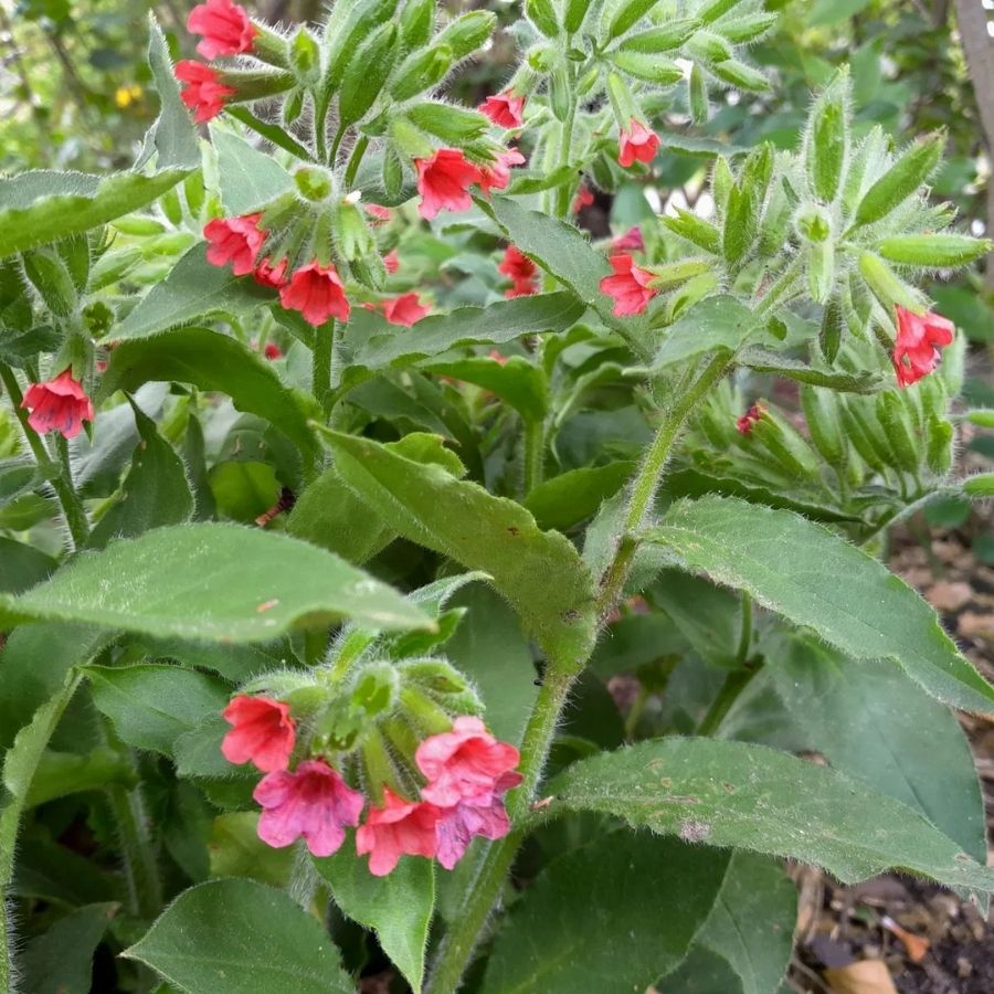 Медуница красная Редстарт Медуница красная Редстарт - Dolina-Sad.Ru