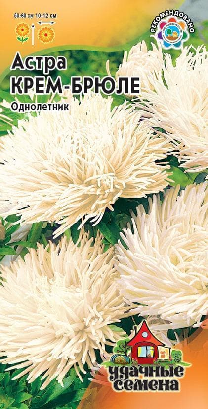 Астра Крем-брюле фото