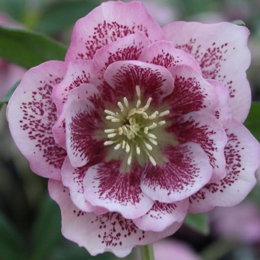 Морозник Винтер Эмоушнс Трипл Пинк - Dolina-Sad.Ru