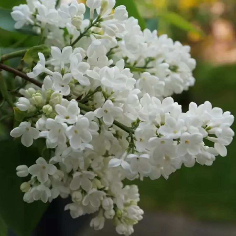 Сирень Мадам Флорен Степман, С3 Сирень Мадам Флорен Степман, С3 - Dolina-Sad.Ru