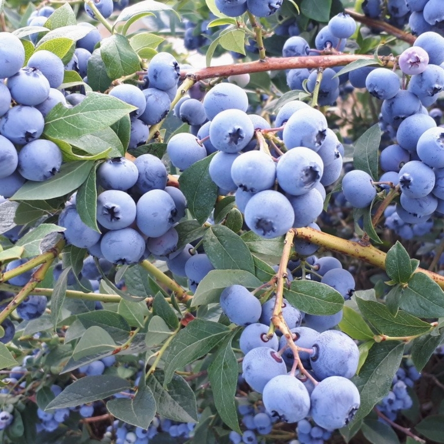 Голубика Чандлер - Dolina-Sad.Ru