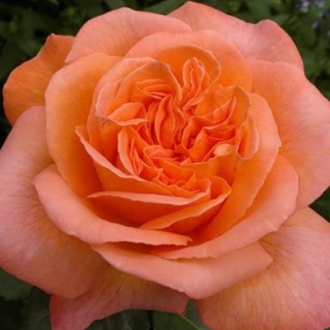 Роза Рене Госсини в горшке - Dolina-Sad.Ru