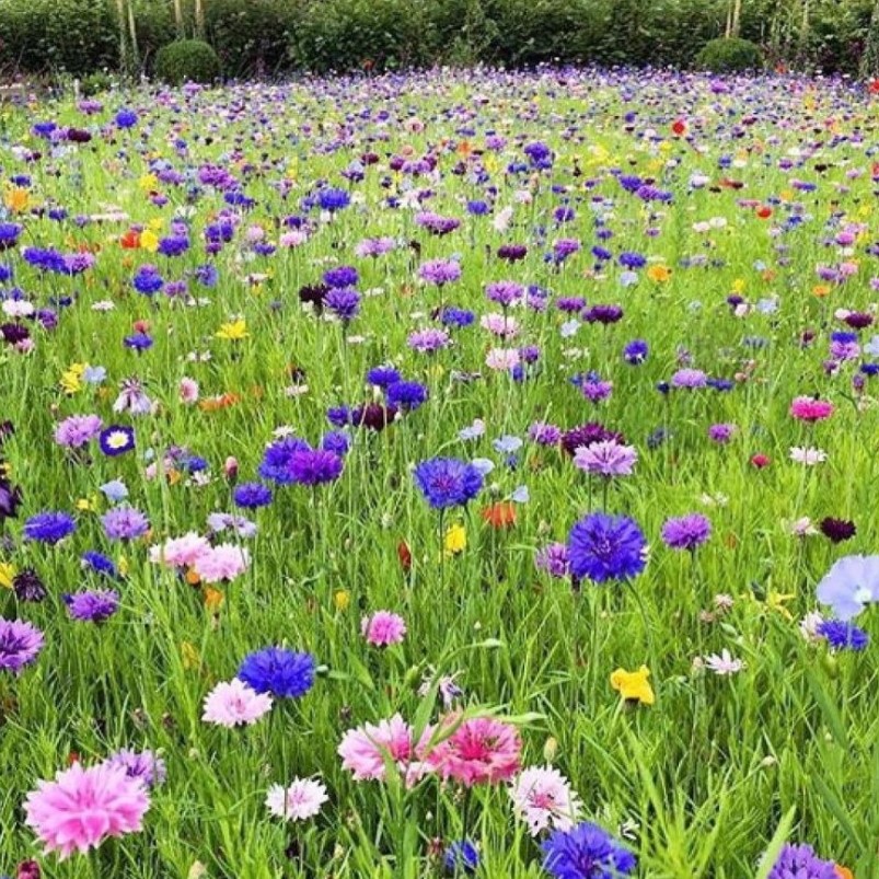 Газонная трава Цветущий луг, 100 гр Газонная трава Цветущий луг, 100 гр - Dolina-Sad.Ru