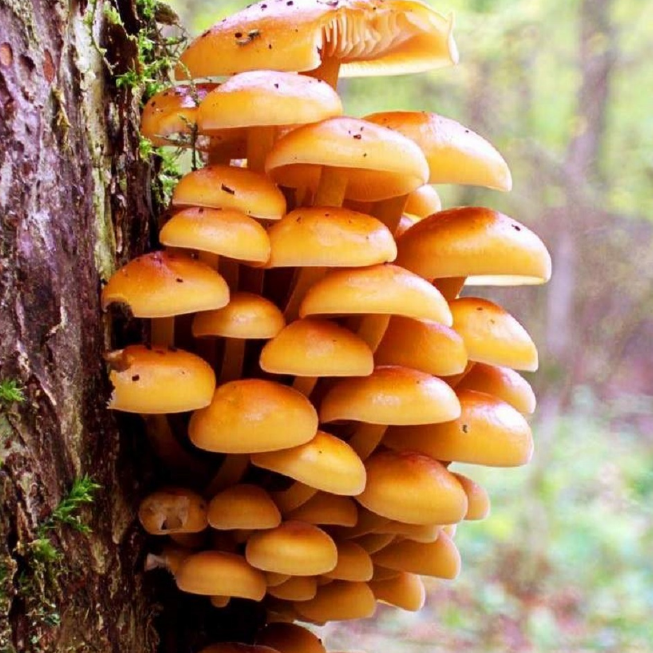 Опенок зимний (дер. палочке) Опенок зимний (дер. палочке) фото