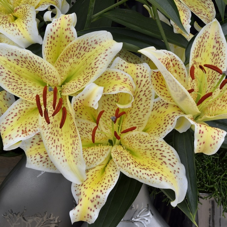 Лилия Тигермун - Dolina-Sad.Ru