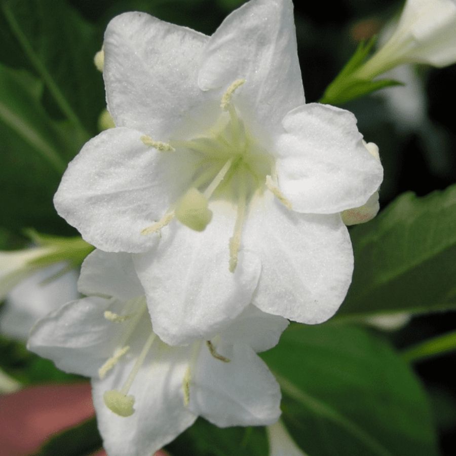 Вейгела Сноуфлейк, С3 Вейгела Сноуфлейк, С3 - Dolina-Sad.Ru