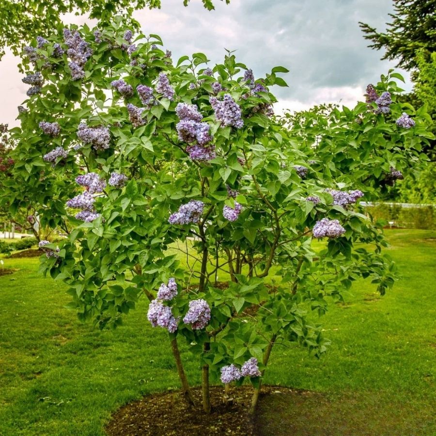 Сирень обыкновенная Надежда, С3 Сирень обыкновенная Надежда, С3 - Dolina-Sad.Ru