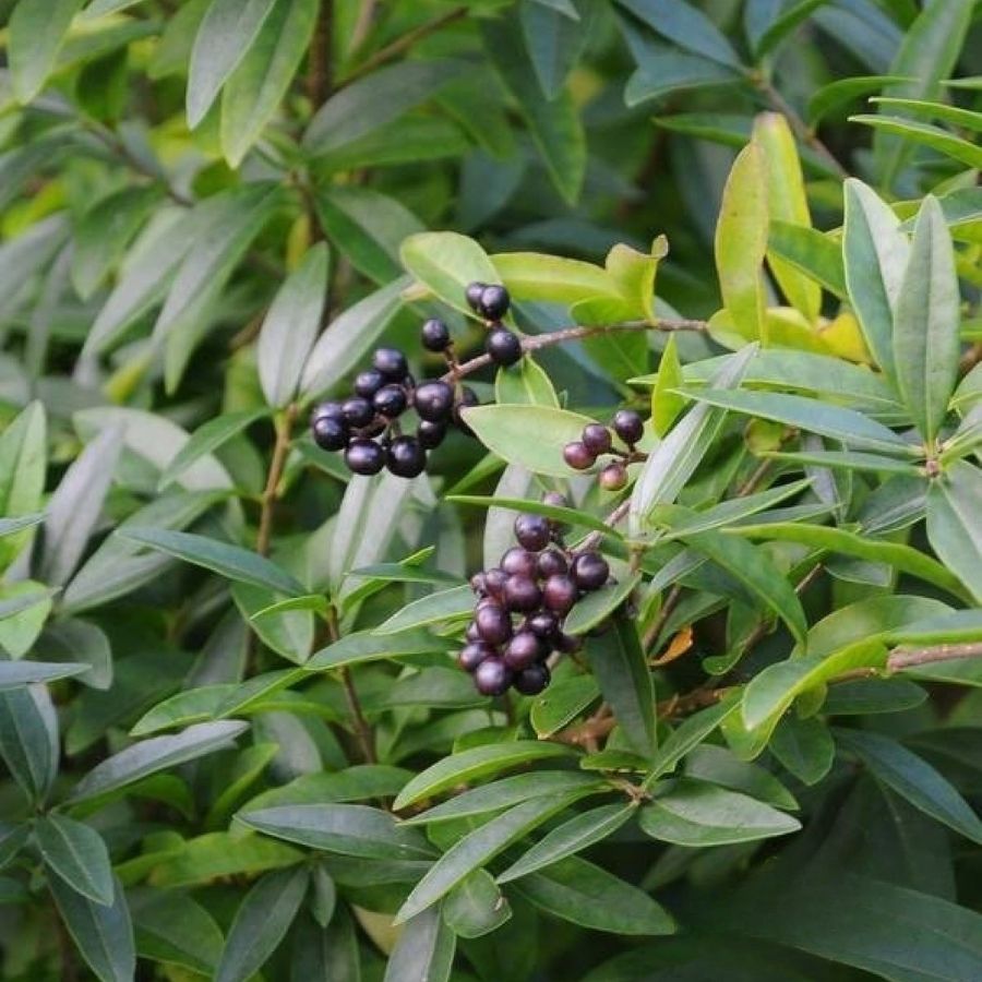 Бирючина обыкновенная Лодензе, С2 Бирючина обыкновенная Лодензе, С2 - Dolina-Sad.Ru