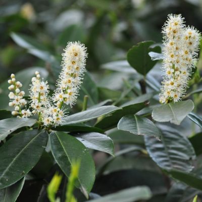 Лавровишня Ван Нес Лавровишня Ван Нес - Dolina-Sad.Ru