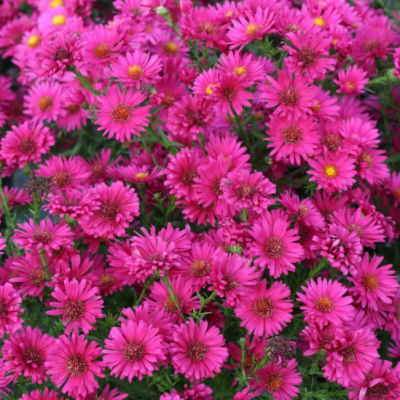 Астра Пинк фото