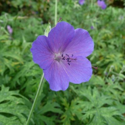 Герань Спинерс - Dolina-Sad.Ru