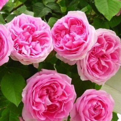 Роза Этюд Роза Этюд - Dolina-Sad.Ru