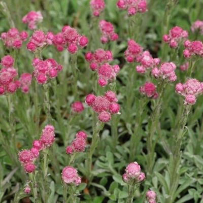 Кошачья лапка двудомная , P9 Кошачья лапка двудомная , P9 фото