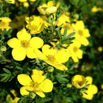 Лапчатка кустарниковая Белла Линдси фото