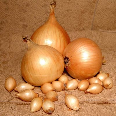 Лук-севок Купидо (10-21мм) Лук-севок Купидо (10-21мм) фото