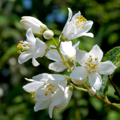 Дейция городчатая Диппон Дейция городчатая Диппон фото