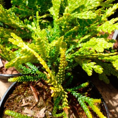 Туевик долотовидный Ауреа Туевик долотовидный Ауреа - Dolina-Sad.Ru