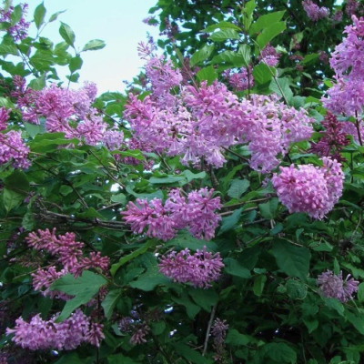 Сирень венгерская розовоцветная Сирень венгерская розовоцветная - Dolina-Sad.Ru