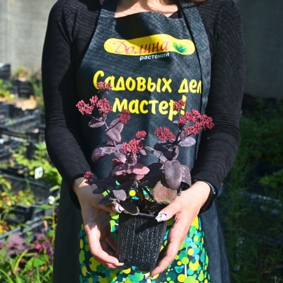 Седум Чоколэт Черри Седум Чоколэт Черри - Dolina-Sad.Ru