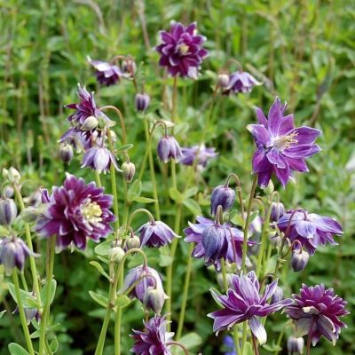 Аквилегия махровая Криста Барлоу - Dolina-Sad.Ru