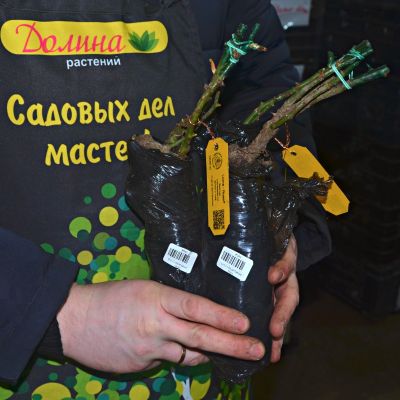 Роза Лайонс Роуз Роза Лайонс Роуз фото