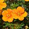 Лапчатка кустарниковая Манго Танго, С3 - Dolina-Sad.Ru