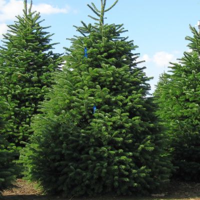 Пихта Нордмана Пихта Нордмана фото