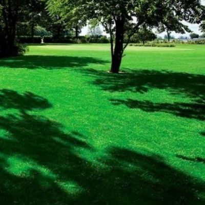 Газонная трава Смесь для теневого участка SHADOW, 1 кг Газонная трава Смесь для теневого участка SHADOW, 1 кг - Dolina-Sad.Ru