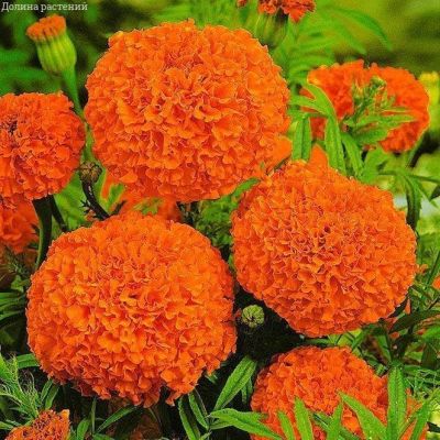 Бархатцы пр. Гавайи Бархатцы пр. Гавайи фото