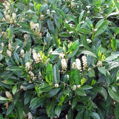 Лавровишня Ван Нес Лавровишня Ван Нес - Dolina-Sad.Ru