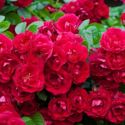 Роза Ред Фейри Роза Ред Фейри - Dolina-Sad.Ru