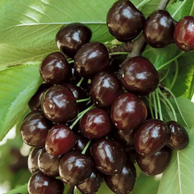 Черешня Кордия фото