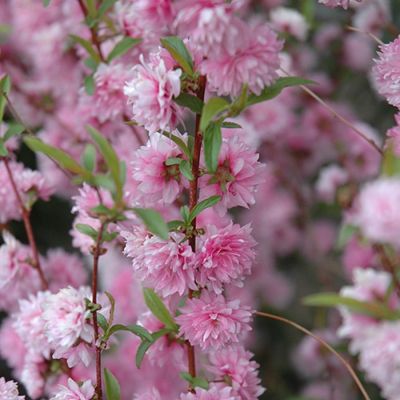 Сакура Розеа Плена Сакура Розеа Плена - Dolina-Sad.Ru