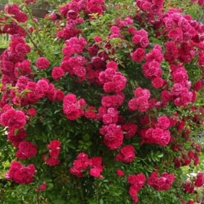 Роза Эксцельза Роза Эксцельза - Dolina-Sad.Ru