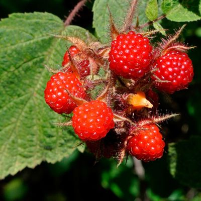 Малина пурпурноплодная Малина пурпурноплодная - Dolina-Sad.Ru