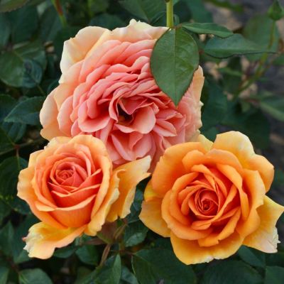 Роза Азафран Роза Азафран - Dolina-Sad.Ru