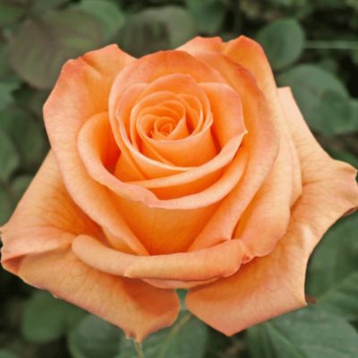 Роза Азафран Роза Азафран - Dolina-Sad.Ru