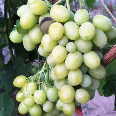 Виноград Первозванный Виноград Первозванный фото