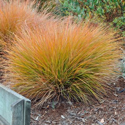 Осока кирпичная Прейри Фаер Осока кирпичная Прейри Фаер - Dolina-Sad.Ru