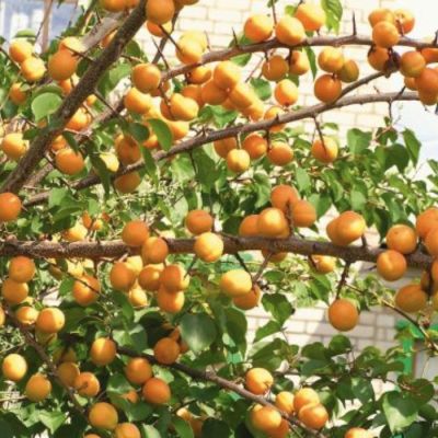 Абрикос Маньчжурский Абрикос Маньчжурский - Dolina-Sad.Ru