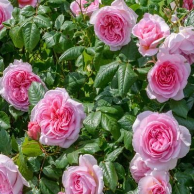 Роза Рози Дон Роза Рози Дон - Dolina-Sad.Ru