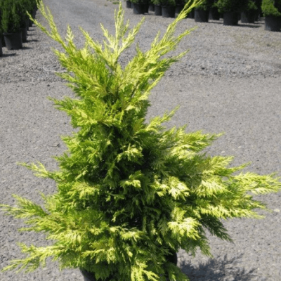 Купрессоципарис Лейланда Голд Райдер Купрессоципарис Лейланда Голд Райдер фото