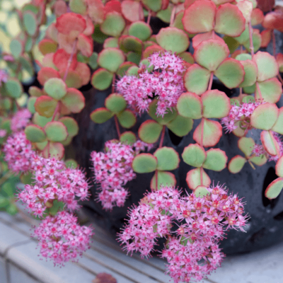 Седум Зибольда фото