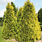 Туя западная Салланд Туя западная Салланд - Dolina-Sad.Ru