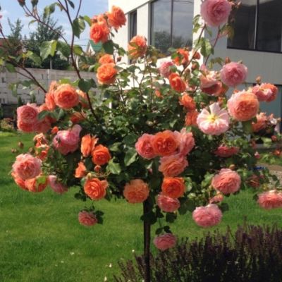 Роза Штамбовая Оранж Мейлав Роза Штамбовая Оранж Мейлав - Dolina-Sad.Ru