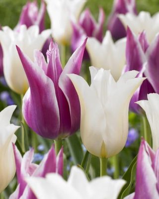 Набор 25 тюльпанов лилиецветных фото