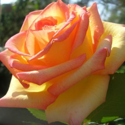 Роза Сальвадор в горшке Роза Сальвадор в горшке - Dolina-Sad.Ru