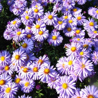 Астра кустарниковая Профессор Киппенберг , C2 фото